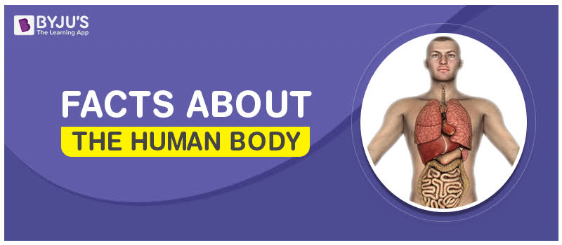 10 Mind-blowing Facts About The Human Body